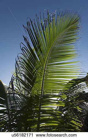 Low angle view of palm leaf, Utila, Bay Islands, Honduras View Large Photo Image Stock Image - Low angle view of palm leaf, Utila, Bay Islands, Honduras. Fotosearch
