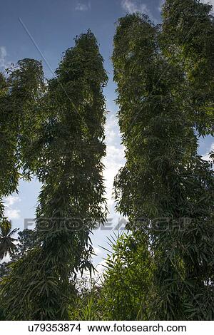Low angle view of trees, Finca El Cisne, Honduras View Large Photo Image Picture - Low angle view of trees, Finca El Cisne, Honduras. Fotosearch