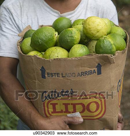 Stock Image - Man carrying a box of lemons at farm, Finca El Cisne, Honduras. Fotosearch