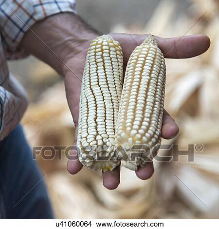 Picture - Man holding corn cobs, Finca El Cisne, Honduras. Fotosearch