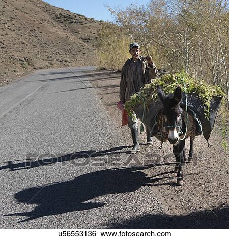 Stock Photograph - Man walking with a donkey carrying grass, Souss-Massa-Draa, Morocco. Fotosearch