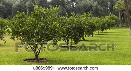 Orange trees in an orchard, Marrakesh, Morocco View Large Photo Image Stock Image - Orange trees in an orchard, Marrakesh, Morocco. Fotosearch