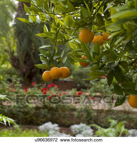 Stock Image - Oranges hanging from orange tree, Marrakesh, Morocco. Fotosearch