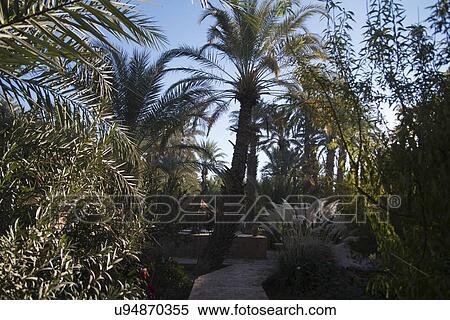 Stock Photography - Palm trees in garden of Dar Qamar guest house, Agdz, Morocco. Fotosearch