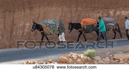 People walking with donkeys on the road, Ouarzazate, Souss-Massa-Draa, Morocco View Large Photo Image Stock Photo - People walking with donkeys on the road, Ouarzazate, Souss-Massa-Draa, Morocco. Fotosearch