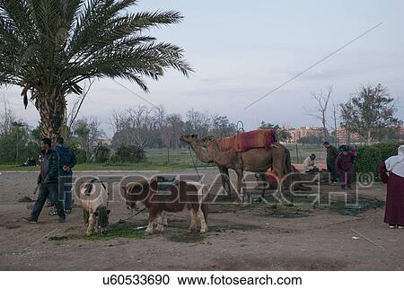 Stock Image - People with working animals, Morocco. Fotosearch
