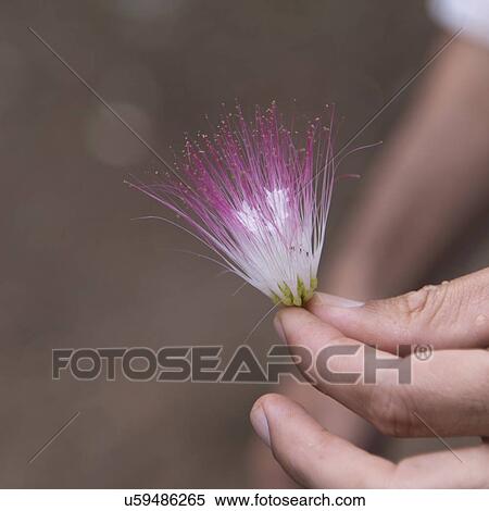 Person holding a tropical flower, Finca El Cisne, Honduras View Large Photo Image Stock Photography - Person holding a tropical flower, Finca El Cisne, Honduras. Fotosearch
