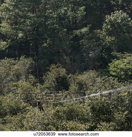 Person riding a zip line in a forest, Copan, Copan Ruinas, Copan Department, Honduras View Large Photo Image Stock Photo - Person riding a zip line in a forest, Copan, Copan Ruinas, Copan Department, Honduras. Fotosearch