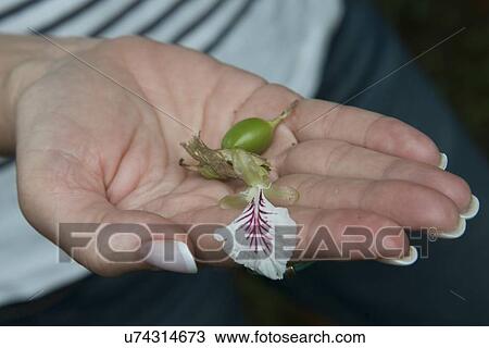Person's hand holding a green coffee bean, Finca El Cisne, Honduras View Large Photo Image Stock Image - Person's hand holding a green coffee bean, Finca El Cisne, Honduras. Fotosearch