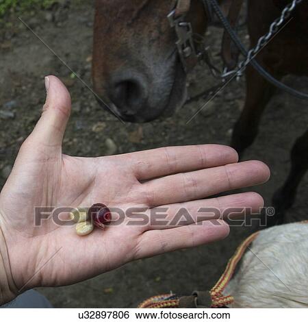 Person's hand holding coffee bean, Finca El Cisne, Honduras View Large Photo Image Stock Photograph - Person's hand holding coffee bean, Finca El Cisne, Honduras. Fotosearch