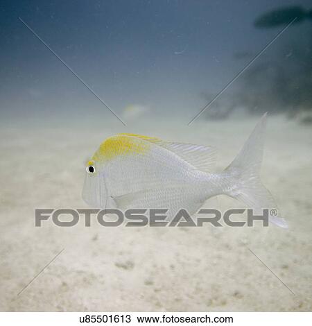 Pluma porgy (Calamus pennatula) swimming underwater, Utila Island, Bay Islands, Honduras View Large Photo Image Stock Image - Pluma porgy (Calamus pennatula) swimming underwater, Utila Island, Bay Islands, Honduras. Fotosearch