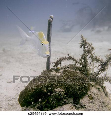 Pluma porgy (Calamus pennatula) swimming underwater, Utila Island, Bay Islands, Honduras View Large Photo Image Stock Photography - Pluma porgy (Calamus pennatula) swimming underwater, Utila Island, Bay Islands, Honduras. Fotosearch