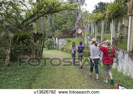 Rear view of tourists walking in a farm, Finca El Cisne, Honduras View Large Photo Image Stock Image - Rear view of tourists walking in a farm, Finca El Cisne, Honduras. Fotosearch