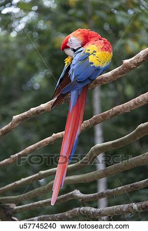 Stock Image - Scarlet Macaw (Ara macao) perching on a wooden fence, Copan, Copan Ruinas, Copan Department, Honduras. Fotosearch