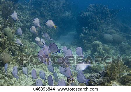 School of Blue Tang fish (Paracanthurus hepatus) swimming underwater, Utila, Bay Islands, Honduras View Large Photo Image Picture - School of Blue Tang fish (Paracanthurus hepatus) swimming underwater, Utila, Bay Islands, Honduras. Fotosearch