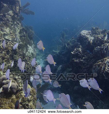 Picture - School of Blue Tang fish (Paracanthurus hepatus) swimming underwater, Utila, Bay Islands, Honduras. Fotosearch