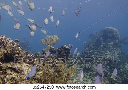 School of Blue Tang fish (Paracanthurus hepatus) swimming underwater, Utila, Bay Islands, Honduras View Large Photo Image Stock Image - School of Blue Tang fish (Paracanthurus hepatus) swimming underwater, Utila, Bay Islands, Honduras. Fotosearch
