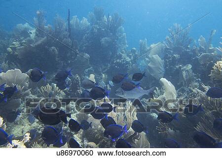 School of Blue Tang fish (Paracanthurus hepatus) swimming underwater, Utila, Bay Islands, Honduras View Large Photo Image Stock Image - School of Blue Tang fish (Paracanthurus hepatus) swimming underwater, Utila, Bay Islands, Honduras. Fotosearch