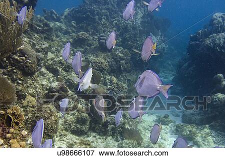 School of Blue Tang fish (Paracanthurus hepatus) swimming underwater, Utila, Bay Islands, Honduras View Large Photo Image Stock Photo - School of Blue Tang fish (Paracanthurus hepatus) swimming underwater, Utila, Bay Islands, Honduras. Fotosearch