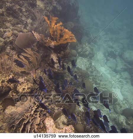 School of fish swimming underwater, Utila Island, Bay Islands, Honduras View Large Photo Image Stock Photo - School of fish swimming underwater, Utila Island, Bay Islands, Honduras. Fotosearch