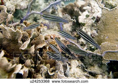 School of fish swimming underwater, Utila Island, Bay Islands, Honduras View Large Photo Image Stock Photo - School of fish swimming underwater, Utila Island, Bay Islands, Honduras. Fotosearch