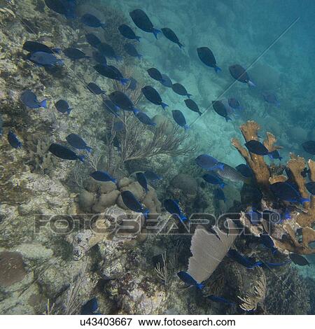 School of fish swimming underwater, Utila Island, Bay Islands, Honduras View Large Photo Image Stock Photo - School of fish swimming underwater, Utila Island, Bay Islands, Honduras. Fotosearch