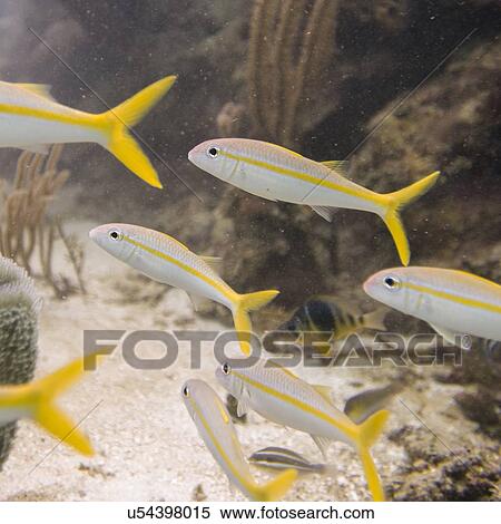 School of Yellowtail Snapper (Ocyurus chrysurus) swimming underwater, Utila Island, Bay Islands, Honduras View Large Photo Image Stock Photography - School of Yellowtail Snapper (Ocyurus chrysurus) swimming underwater, Utila Island, Bay Islands, Honduras. Fotosearch