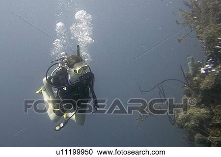 Scuba diver underwater, Utila, Bay Islands, Honduras View Large Photo Image Stock Image - Scuba diver underwater, Utila, Bay Islands, Honduras. Fotosearch