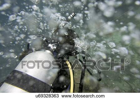 Scuba diver underwater, Utila, Bay Islands, Honduras View Large Photo Image Stock Image - Scuba diver underwater, Utila, Bay Islands, Honduras. Fotosearch