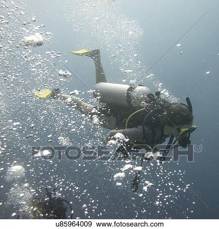 Scuba diver underwater, Utila, Bay Islands, Honduras View Large Photo Image Stock Photo - Scuba diver underwater, Utila, Bay Islands, Honduras. Fotosearch