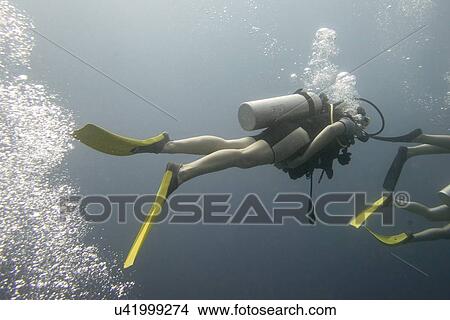Scuba divers underwater, Utila, Bay Islands, Honduras View Large Photo Image Picture - Scuba divers underwater, Utila, Bay Islands, Honduras. Fotosearch
