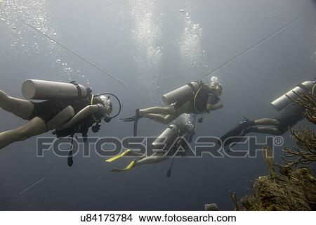 Scuba divers underwater, Utila, Bay Islands, Honduras View Large Photo Image Picture - Scuba divers underwater, Utila, Bay Islands, Honduras. Fotosearch