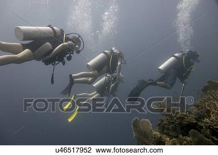 Scuba divers underwater, Utila, Bay Islands, Honduras View Large Photo Image Stock Image - Scuba divers underwater, Utila, Bay Islands, Honduras. Fotosearch