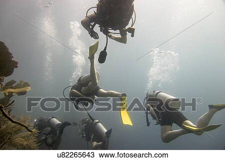 Scuba divers underwater, Utila, Bay Islands, Honduras View Large Photo Image Stock Image - Scuba divers underwater, Utila, Bay Islands, Honduras. Fotosearch