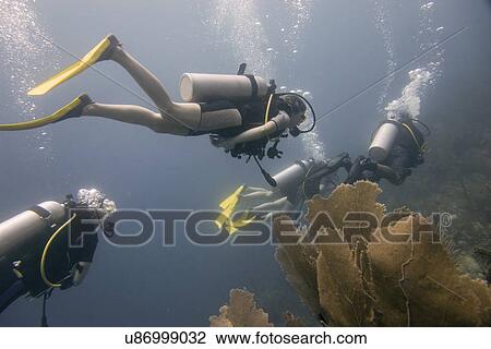 Scuba divers underwater, Utila, Bay Islands, Honduras View Large Photo Image Stock Image - Scuba divers underwater, Utila, Bay Islands, Honduras. Fotosearch