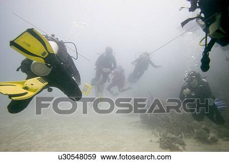 Scuba divers underwater, Utila, Bay Islands, Honduras View Large Photo Image Stock Photo - Scuba divers underwater, Utila, Bay Islands, Honduras. Fotosearch