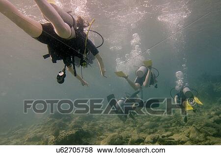 Scuba divers underwater, Utila, Bay Islands, Honduras View Large Photo Image Stock Photo - Scuba divers underwater, Utila, Bay Islands, Honduras. Fotosearch