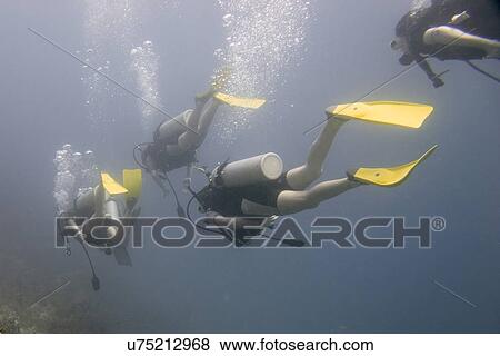 Stock Photo - Scuba divers underwater, Utila, Bay Islands, Honduras. Fotosearch