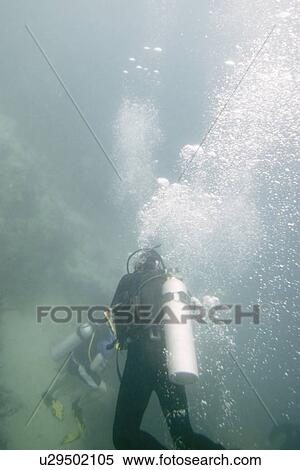 Scuba divers underwater, Utila, Bay Islands, Honduras View Large Photo Image Stock Photography - Scuba divers underwater, Utila, Bay Islands, Honduras. Fotosearch