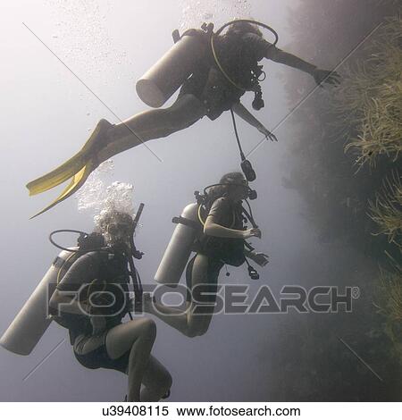 Scuba divers underwater, Utila, Bay Islands, Honduras View Large Photo Image Stock Photography - Scuba divers underwater, Utila, Bay Islands, Honduras. Fotosearch