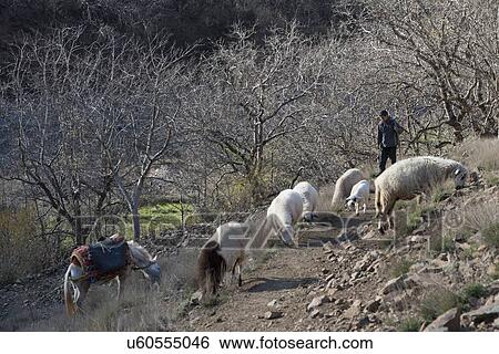 Stock Photograph - Sheep grazing with horse, Imlil, Atlas Mountains, Morocco. Fotosearch