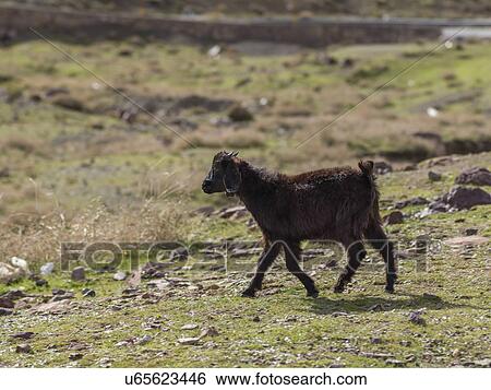 Stock Photograph - Sheep in pasture, Atlas Mountains, Morocco. Fotosearch
