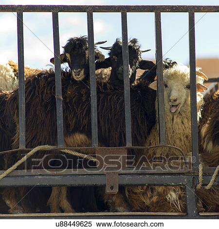 Stock Photography - Sheep looking through a metal railing, Morocco. Fotosearch