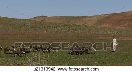 Shepherd and sheep in High Atlas region, Atlas Mountains, Morocco View Large Photo Image Stock Image - Shepherd and sheep in High Atlas region, Atlas Mountains, Morocco. Fotosearch