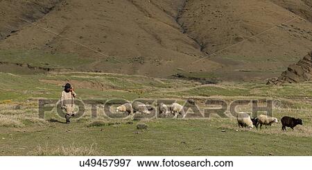 Shepherd with flock of sheep grazing in a valley, Atlas Mountains, Morocco View Large Photo Image Stock Photo - Shepherd with flock of sheep grazing in a valley, Atlas Mountains, Morocco. Fotosearch