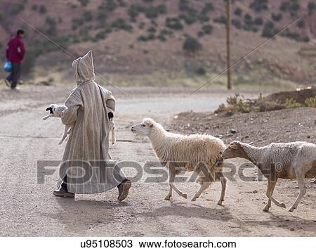 Shepherd with sheep crossing a dirt road, Atlas Mountains, Morocco View Large Photo Image Stock Image - Shepherd with sheep crossing a dirt road, Atlas Mountains, Morocco. Fotosearch