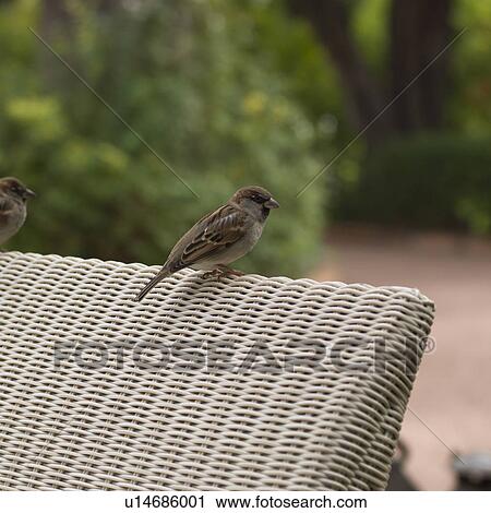 Stock Image - Sparrows perching on a chair, Marrakesh, Morocco. Fotosearch