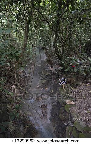 Stock Image - Stream flowing through a forest, Finca El Cisne, Copan Ruinas, Copan Department, Honduras. Fotosearch