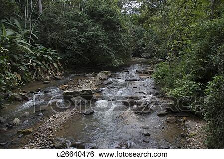 Stock Photograph - Stream flowing through a forest, Finca El Cisne, Copan Ruinas, Copan Department, Honduras. Fotosearch