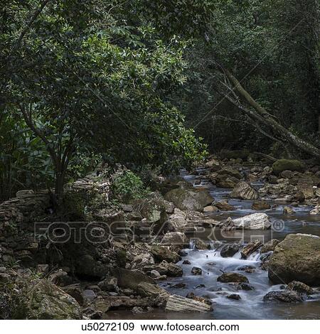 Stock Photo - Stream flowing through rocks, Macaw Mountain Bird Park, Copan, Copan Ruinas, Copan Department, Honduras. Fotosearch